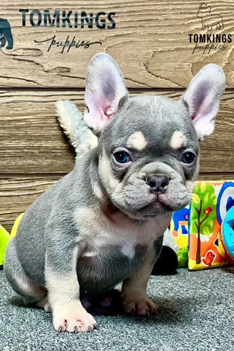 Joseph, available French Bulldog puppy at TomKings Puppies