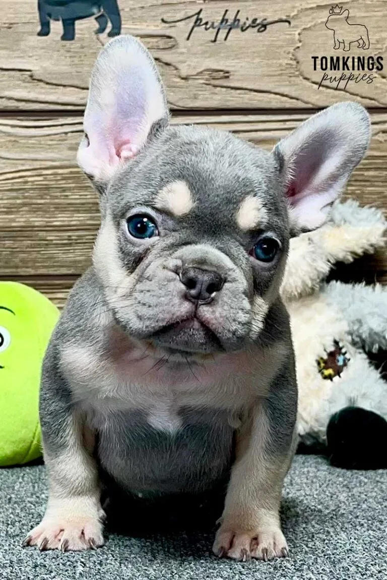 Joseph, available French Bulldog puppy at TomKings Puppies