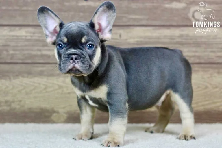 Lando, available French Bulldog puppy at TomKings Puppies