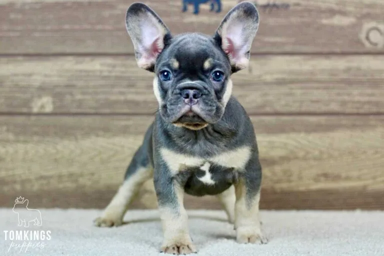 Lando, available French Bulldog puppy at TomKings Puppies