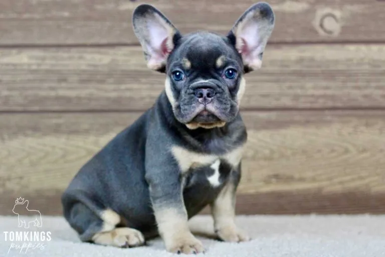 Lando, available French Bulldog puppy at TomKings Puppies