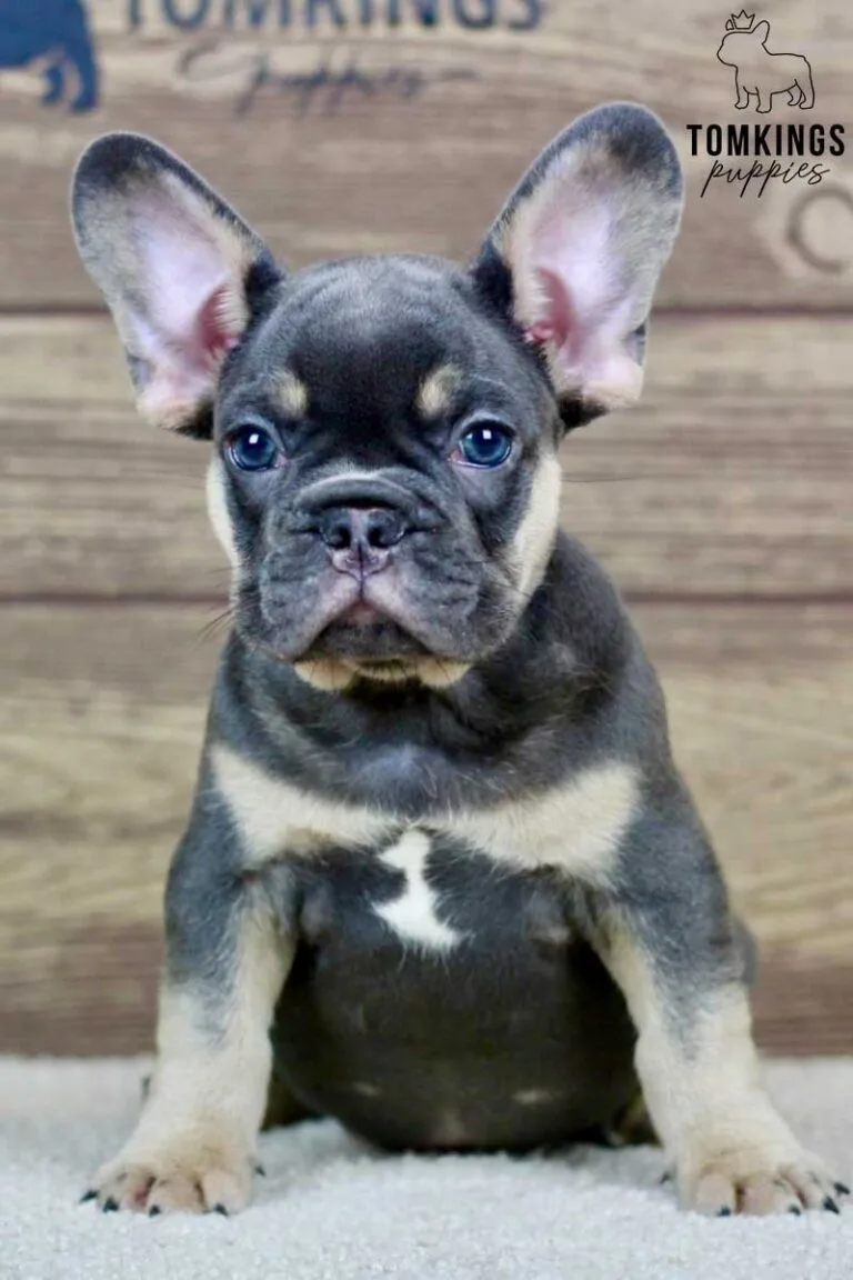 Lando, available French Bulldog puppy at TomKings Puppies