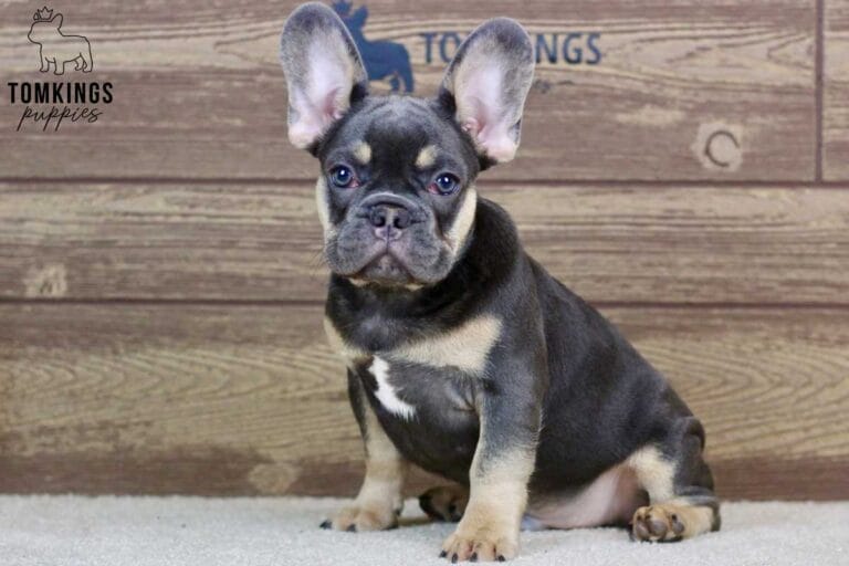 Lando, available French Bulldog puppy at TomKings Puppies