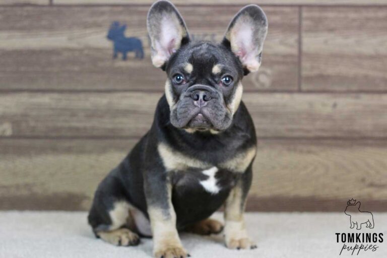 Lando, available French Bulldog puppy at TomKings Puppies