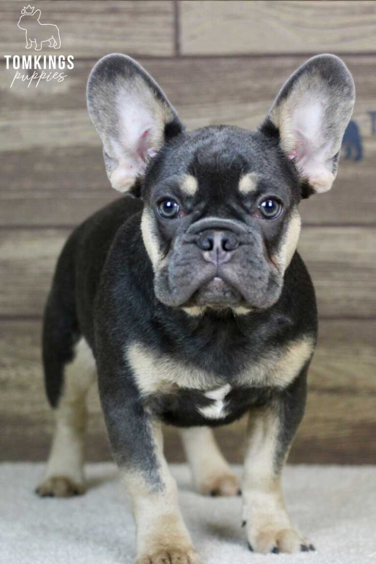 Lando, available French Bulldog puppy at TomKings Puppies