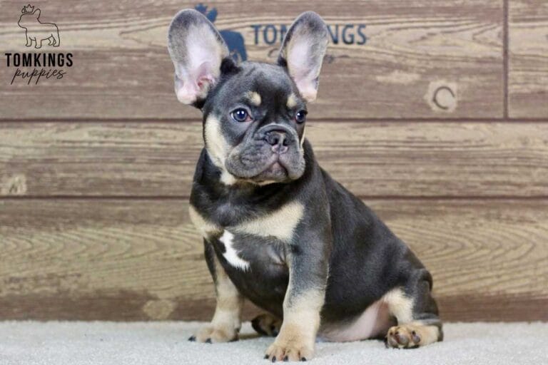 Lando, available French Bulldog puppy at TomKings Puppies