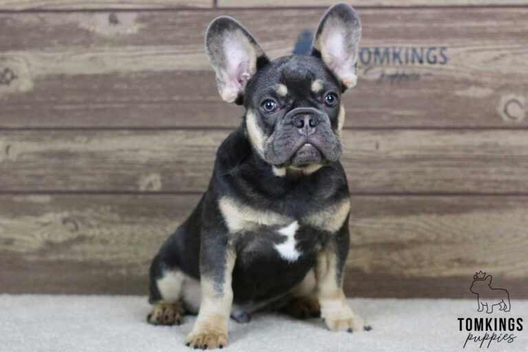 Lando, available French Bulldog puppy at TomKings Puppies