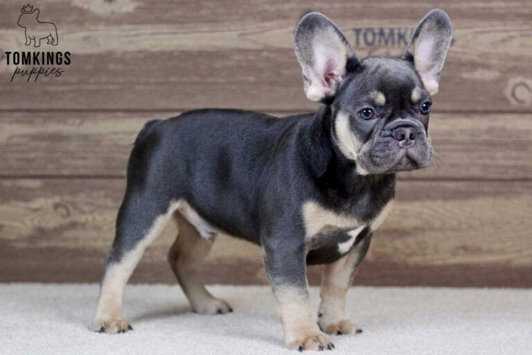 Lando, available French Bulldog puppy at TomKings Puppies