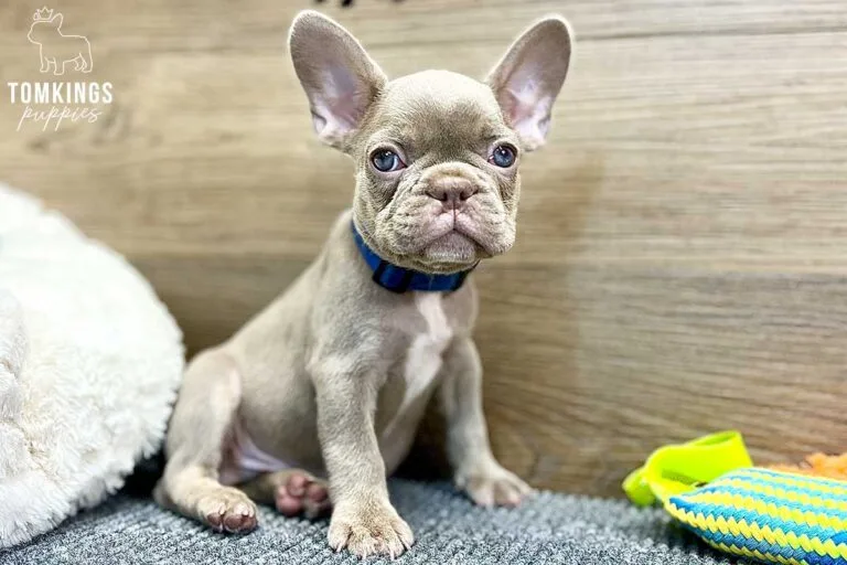 Lane, available French Bulldog puppy at TomKings Puppies