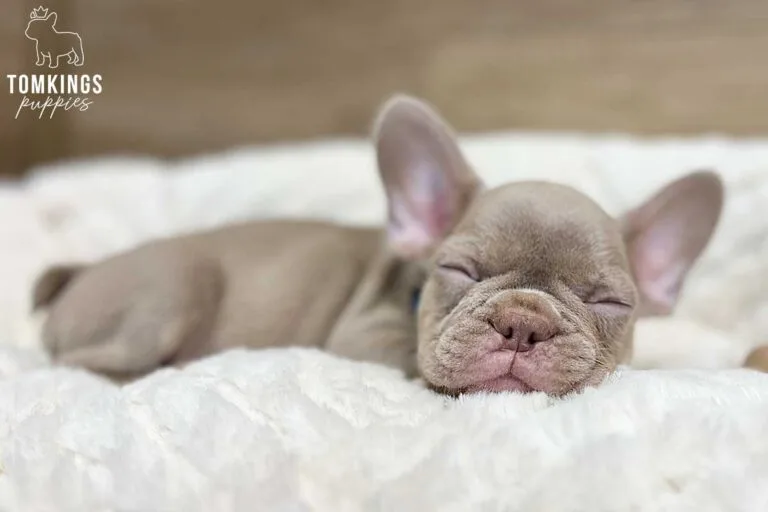 Lane, available French Bulldog puppy at TomKings Puppies