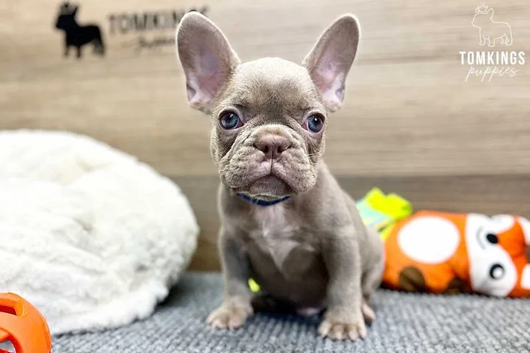 Lane, available French Bulldog puppy at TomKings Puppies