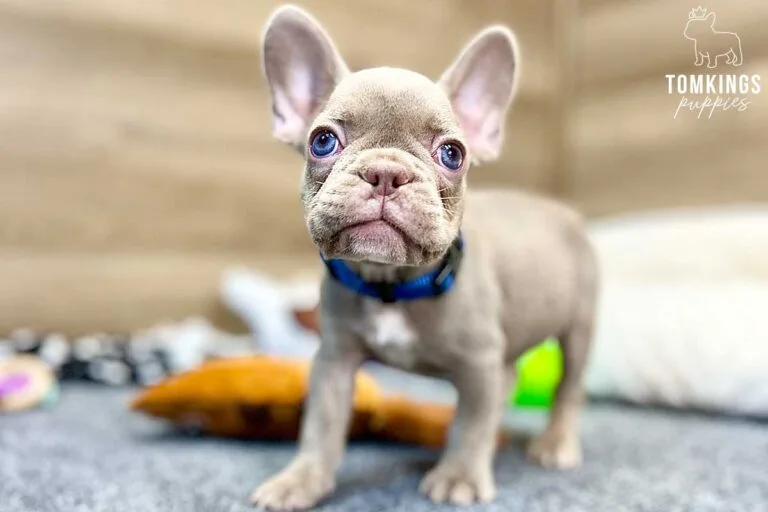 Lane, available French Bulldog puppy at TomKings Puppies