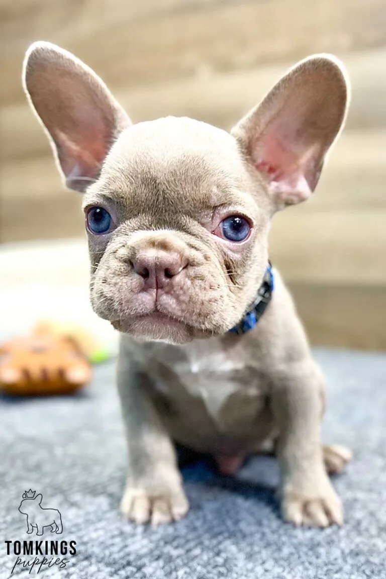 Lane, available French Bulldog puppy at TomKings Puppies