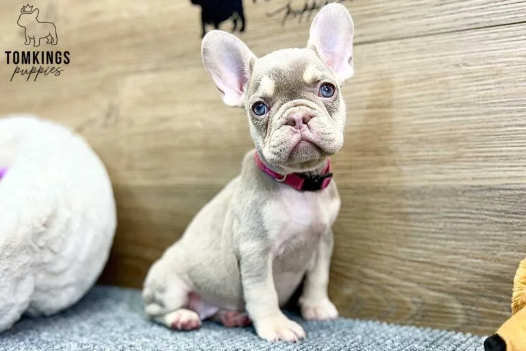 Lennox, available French Bulldog puppy at TomKings Puppies