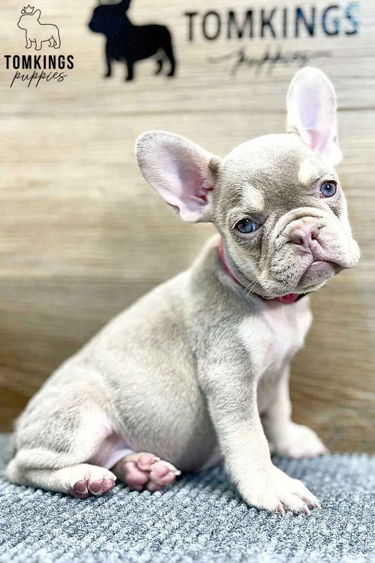 Lennox, available French Bulldog puppy at TomKings Puppies