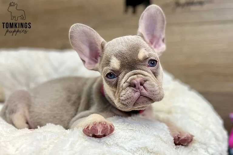 Lennox, available French Bulldog puppy at TomKings Puppies