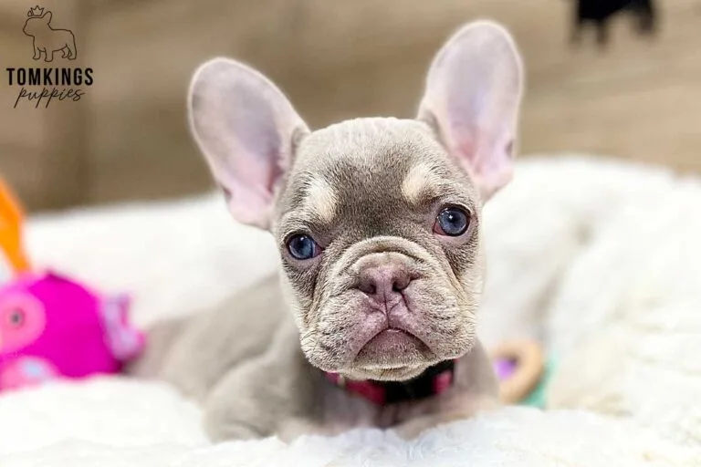 Lennox, available French Bulldog puppy at TomKings Puppies