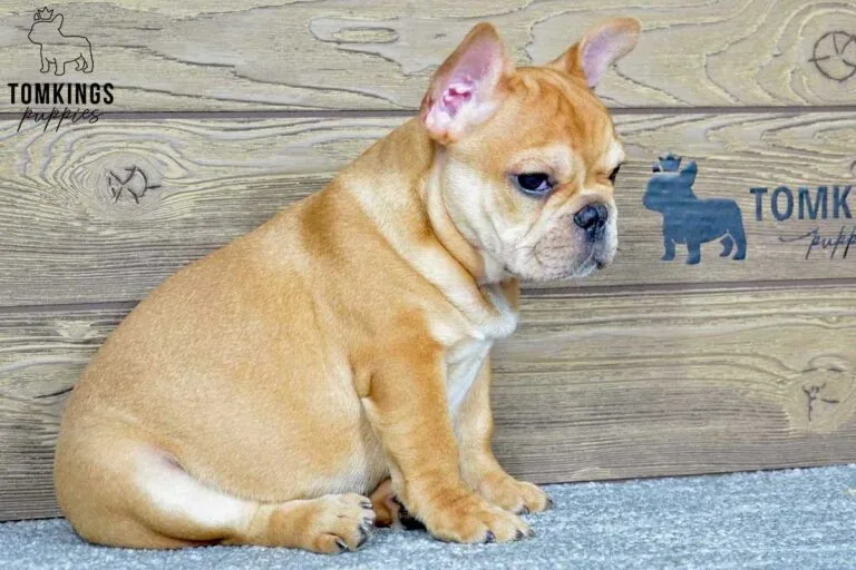 Leo, available French Bulldog puppy at TomKings Puppies