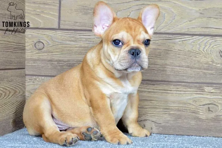 Leo, available French Bulldog puppy at TomKings Puppies