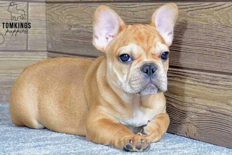 Leo, available French Bulldog puppy at TomKings Puppies