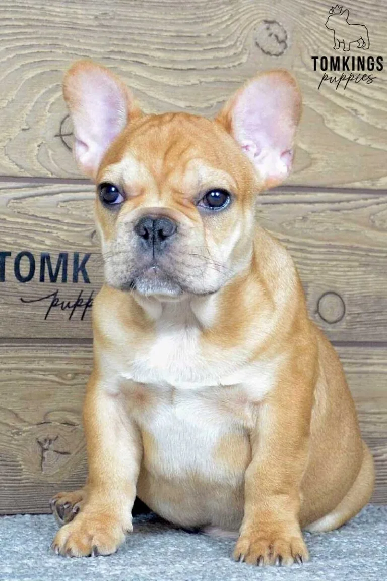 Leo, available French Bulldog puppy at TomKings Puppies