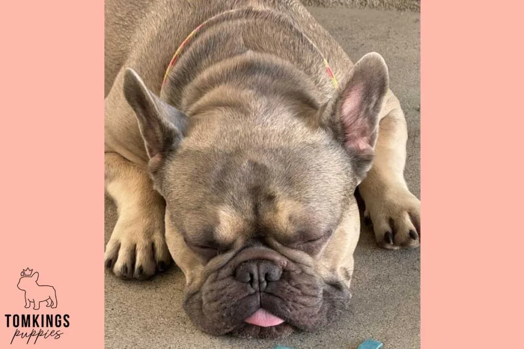 French Bulldog Breed Standard: 7 Traits That Make Frenchies Beautiful - TomKings Blog