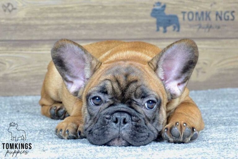 Max, available French Bulldog puppy at TomKings Puppies