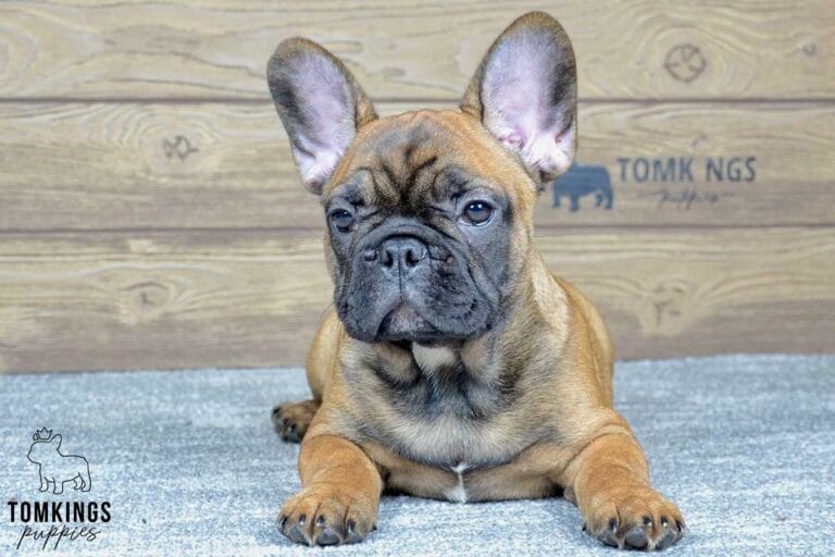 Max, available French Bulldog puppy at TomKings Puppies