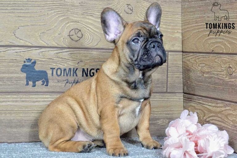 Max, available French Bulldog puppy at TomKings Puppies