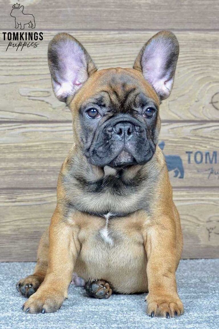 Max, available French Bulldog puppy at TomKings Puppies