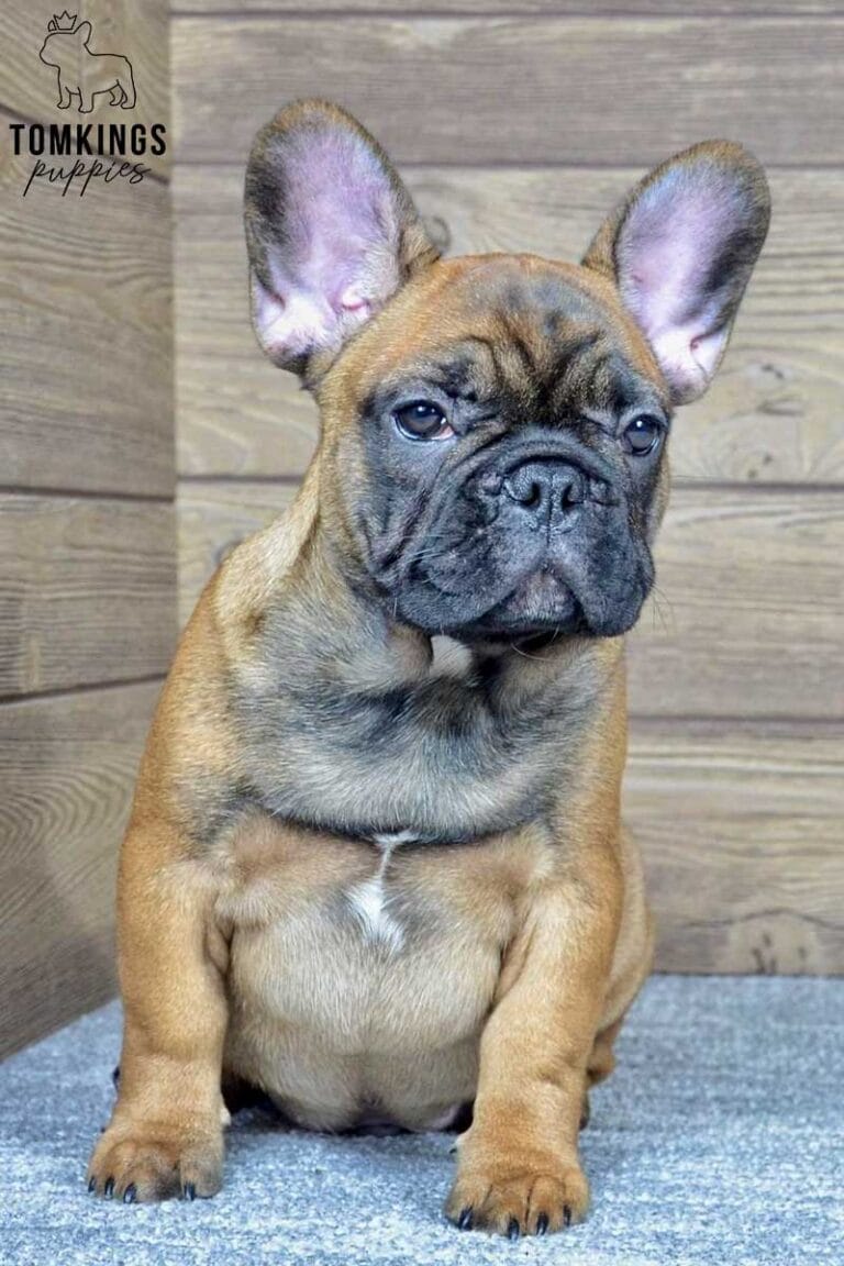 Max, available French Bulldog puppy at TomKings Puppies