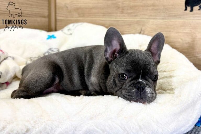 Mimi, available French Bulldog puppy at TomKings Puppies