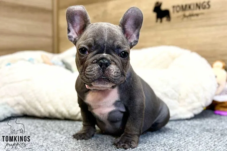 Mimi, available French Bulldog puppy at TomKings Puppies