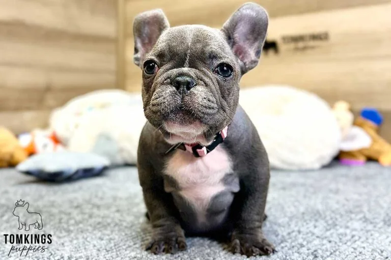 Mimi, available French Bulldog puppy at TomKings Puppies