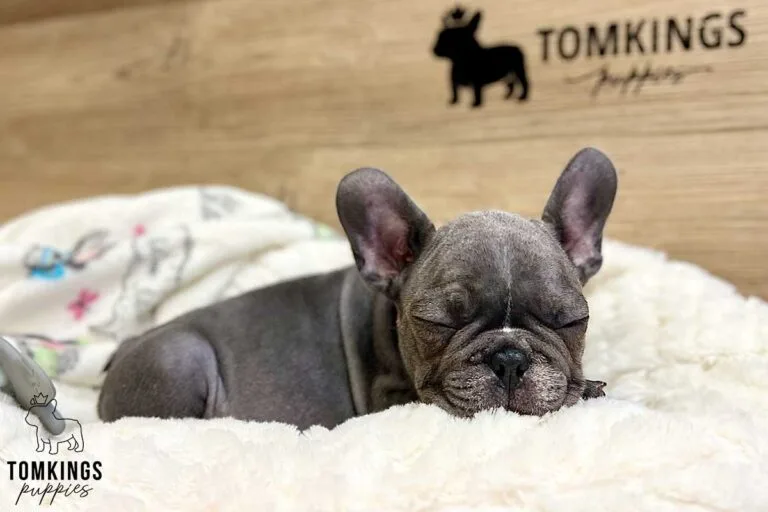 Mimi, available French Bulldog puppy at TomKings Puppies