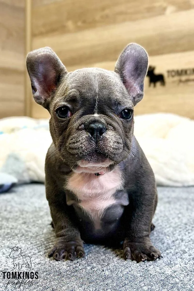 Mimi, available French Bulldog puppy at TomKings Puppies