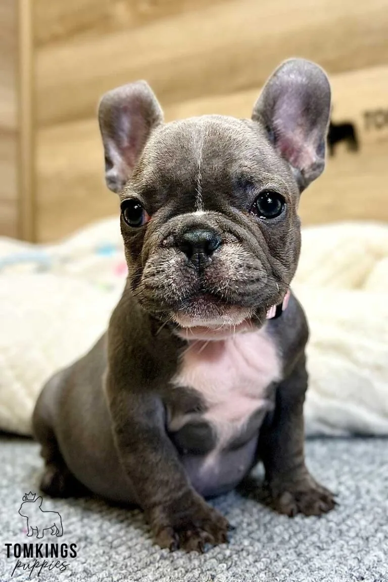 Mimi, available French Bulldog puppy at TomKings Puppies