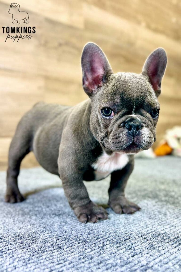 Mimi, available French Bulldog puppy at TomKings Puppies