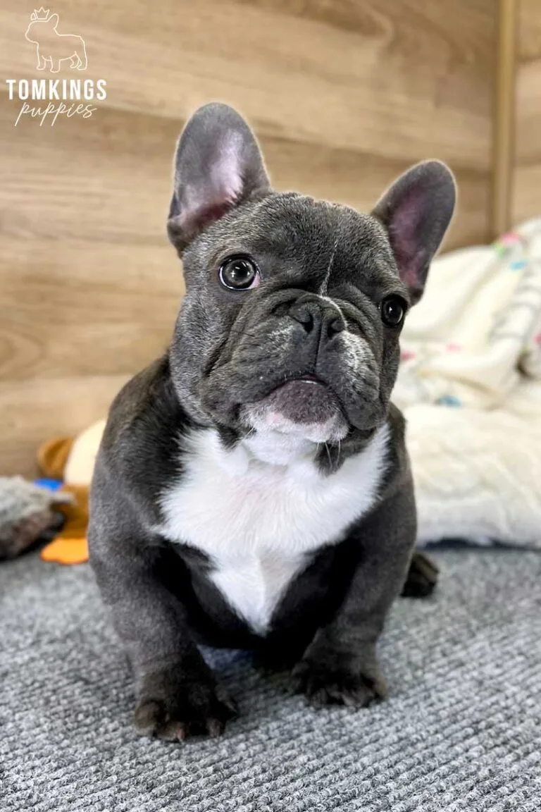 Mimi, available French Bulldog puppy at TomKings Puppies