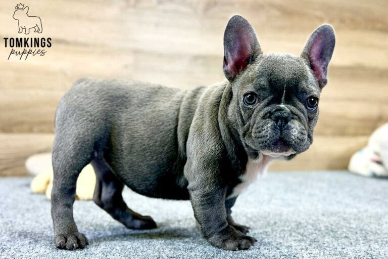 Mimi, available French Bulldog puppy at TomKings Puppies