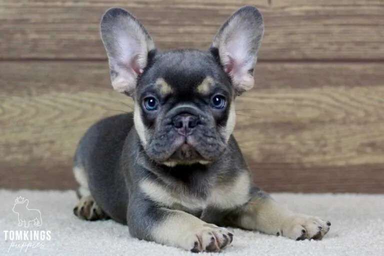 Rafe, available French Bulldog puppy at TomKings Puppies