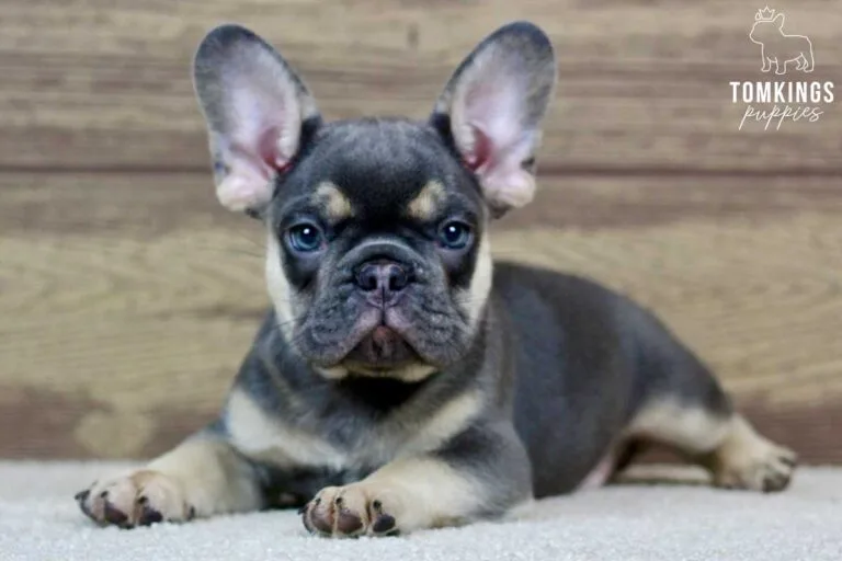 Rafe, available French Bulldog puppy at TomKings Puppies