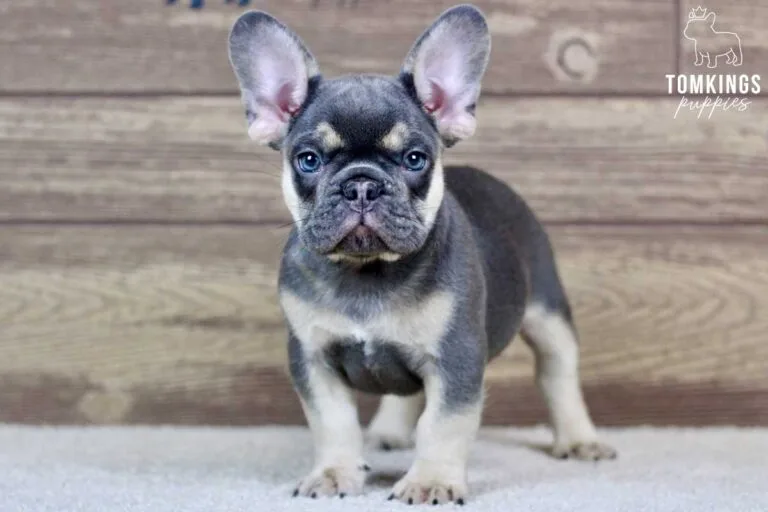 Rafe, available French Bulldog puppy at TomKings Puppies