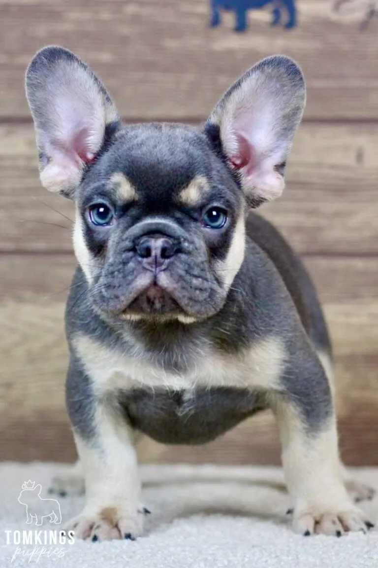 Rafe, available French Bulldog puppy at TomKings Puppies