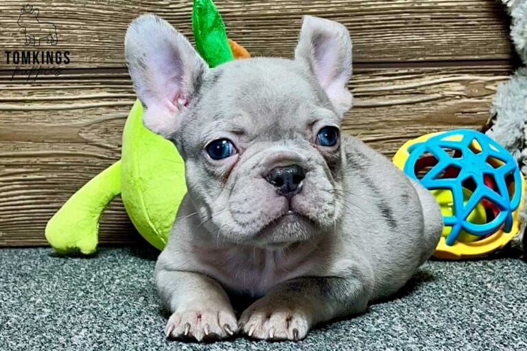 Robert, available French Bulldog puppy at TomKings Puppies