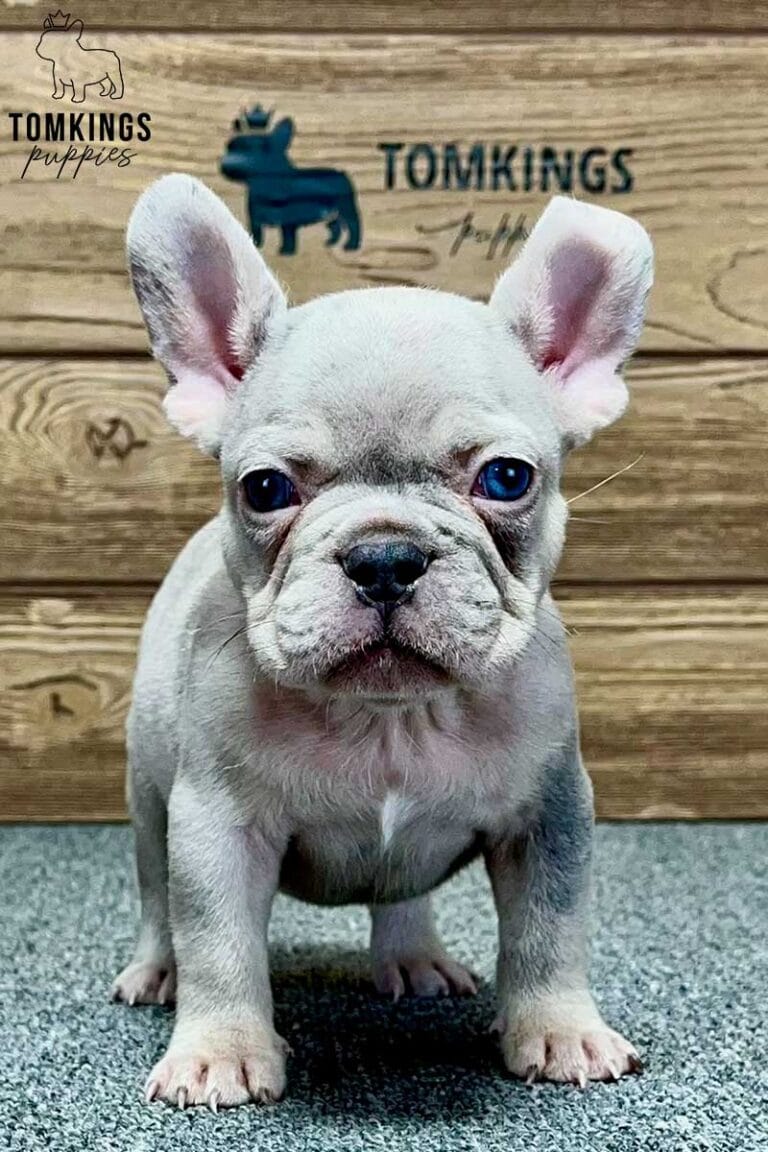 Robert, available French Bulldog puppy at TomKings Puppies