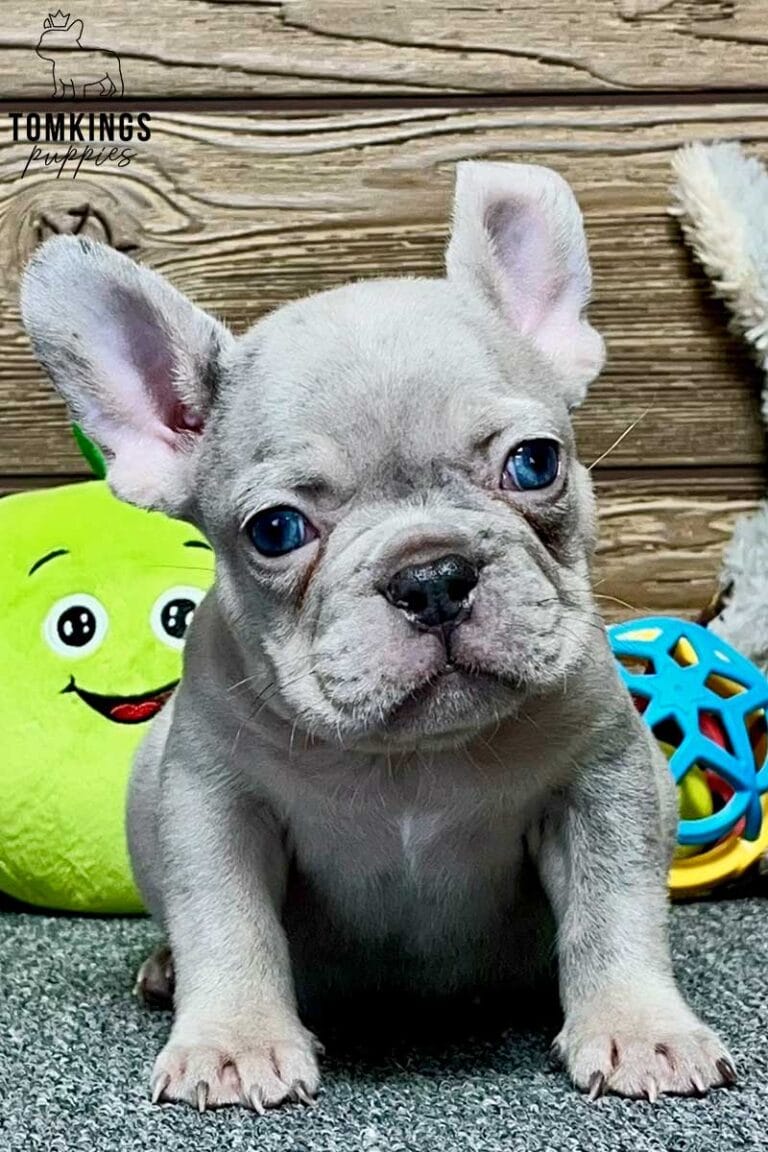 Robert, available French Bulldog puppy at TomKings Puppies