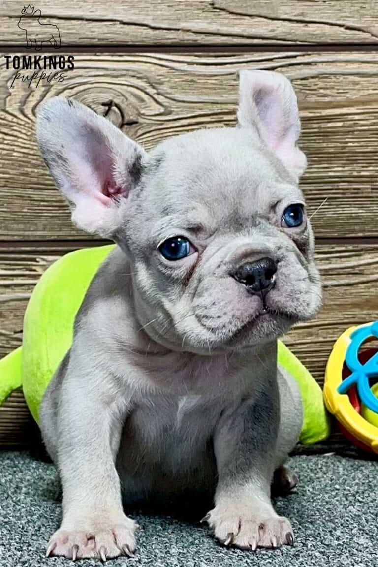 Robert, available French Bulldog puppy at TomKings Puppies