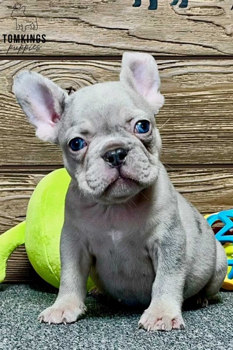 Robert, available French Bulldog puppy at TomKings Puppies