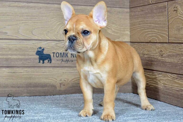 Rosa, available French Bulldog puppy at TomKings Puppies